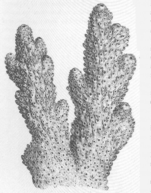Staghorn coral