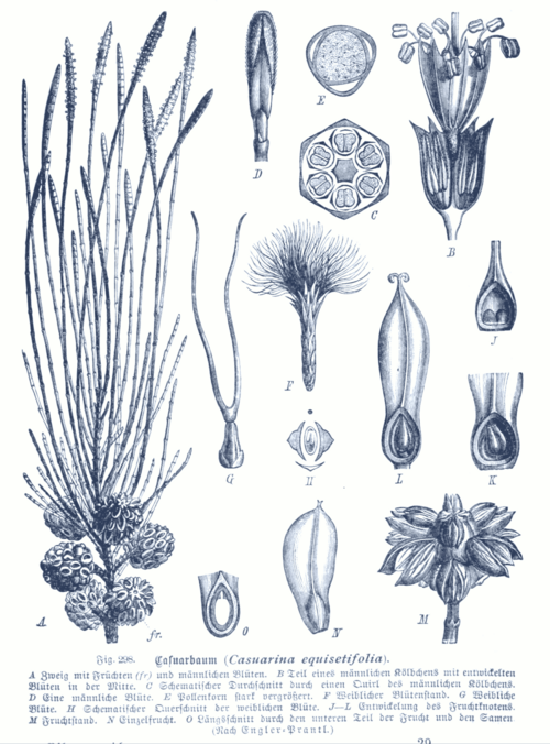 Filao (casuarina)