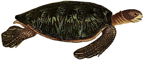 Green sea turtle