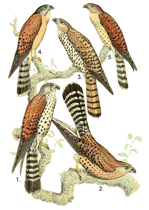 Mauritius kestrel