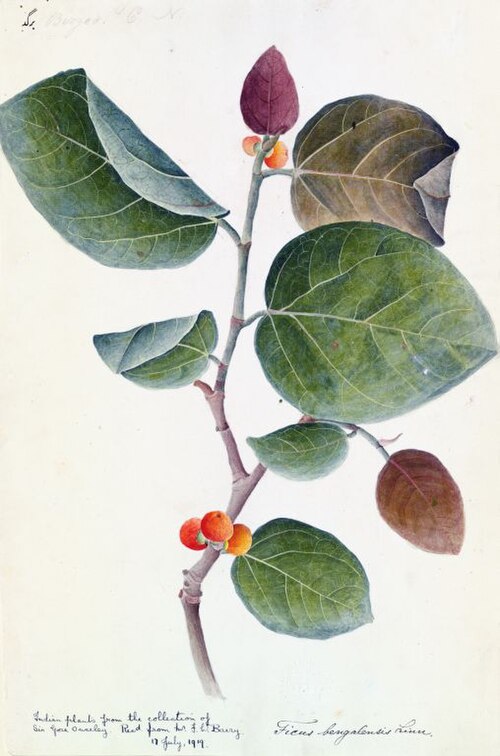 Banyan