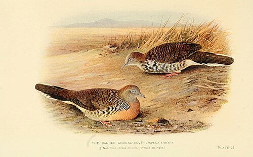 Zebra dove