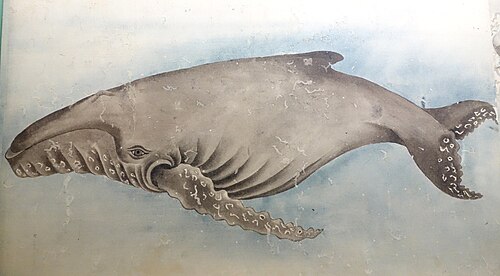 Humpback whale