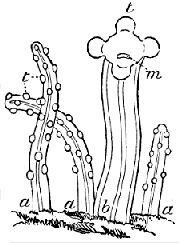 Fire coral