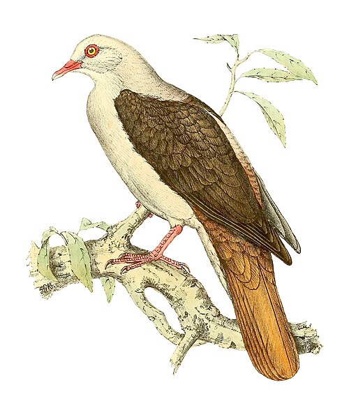 Pink pigeon