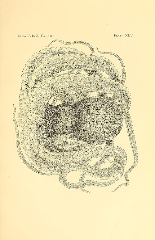 Octopus