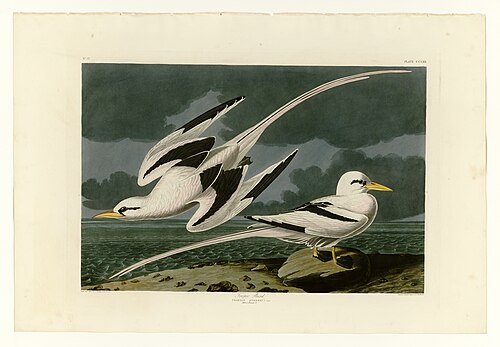 White-tailed tropicbird