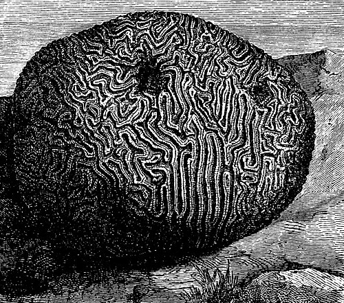 Brain coral
