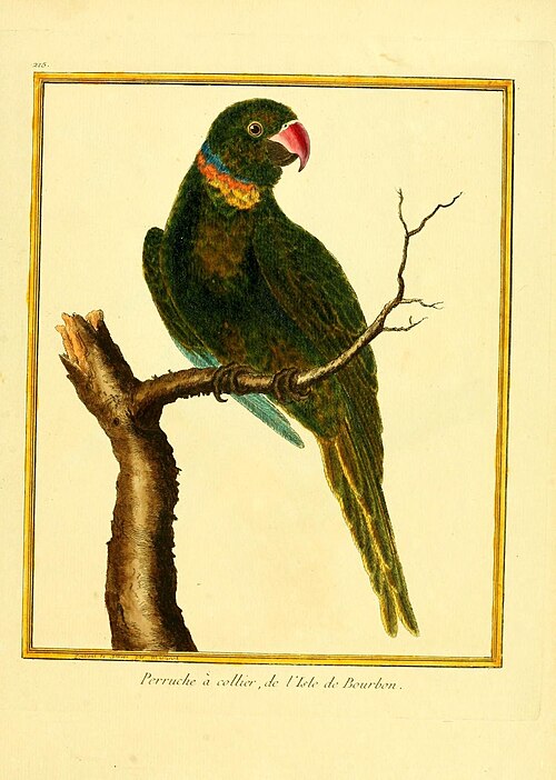 Echo parakeet