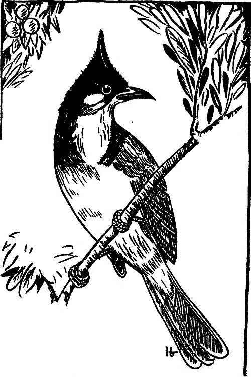 Red-whiskered bulbul