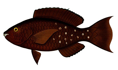Parrotfish