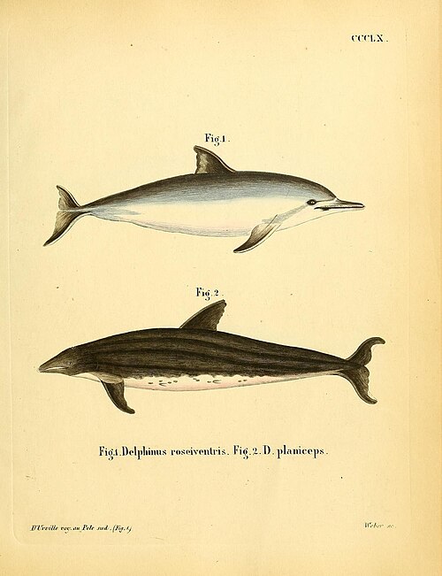 Spinner dolphin