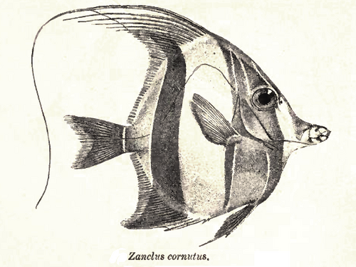 Moorish idol